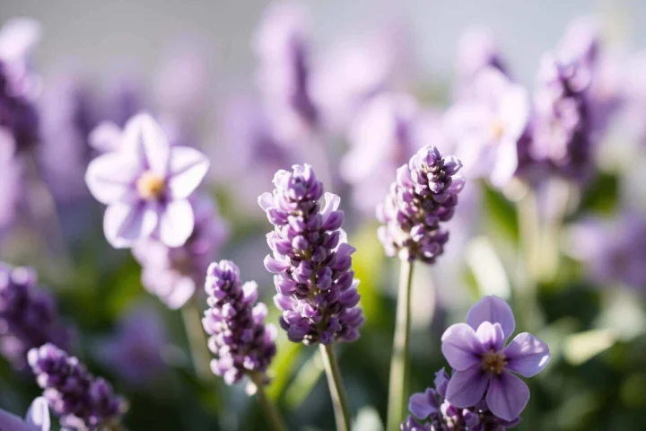 Flores de lavanda em tons lilás suaves
